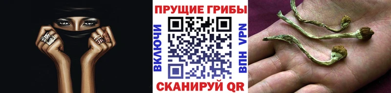 Галлюциногенные грибы Cubensis  купить   Терек 